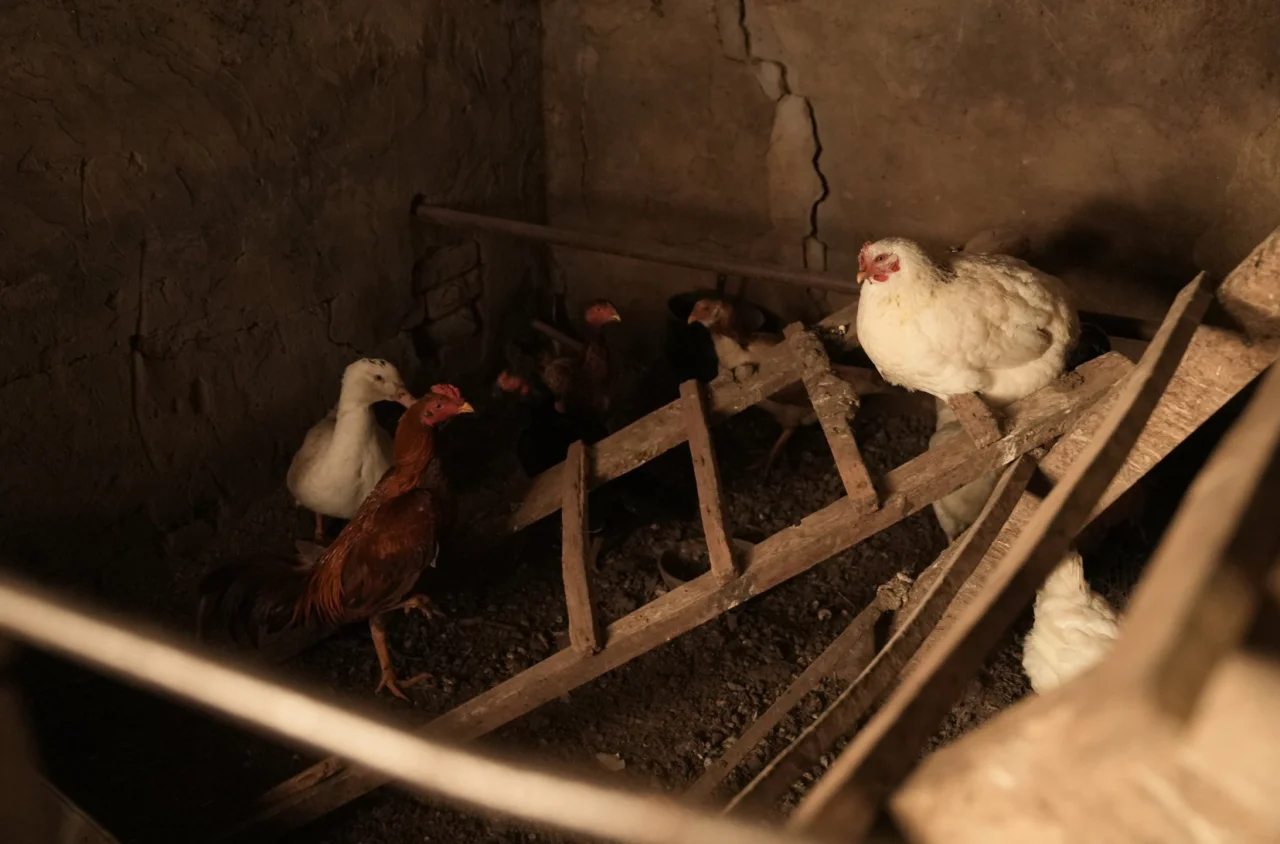 Суспільне Суми