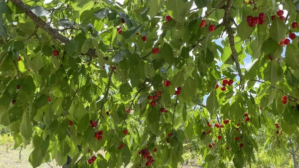 Весна — найкращий час для підживлення дерев (Фото: depositphotos/АІ)