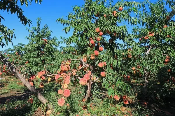 Фруктові дерева необхідно підживлювати правильно (Фото: depositphotos/AI)