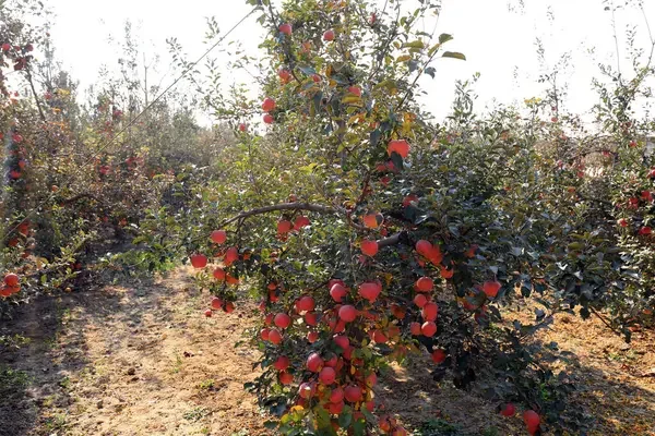 Вже можна починати підживлювання дерев (Фото: depositphotos/АІ)