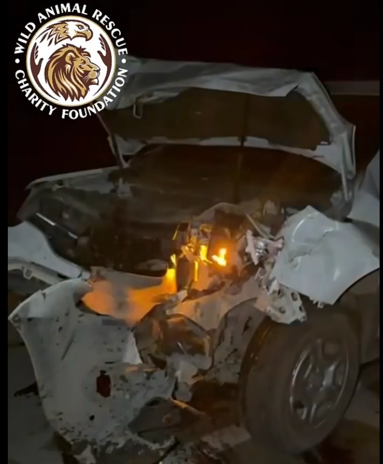 Скриншот видео Facebook Wild Animals Rescue Center