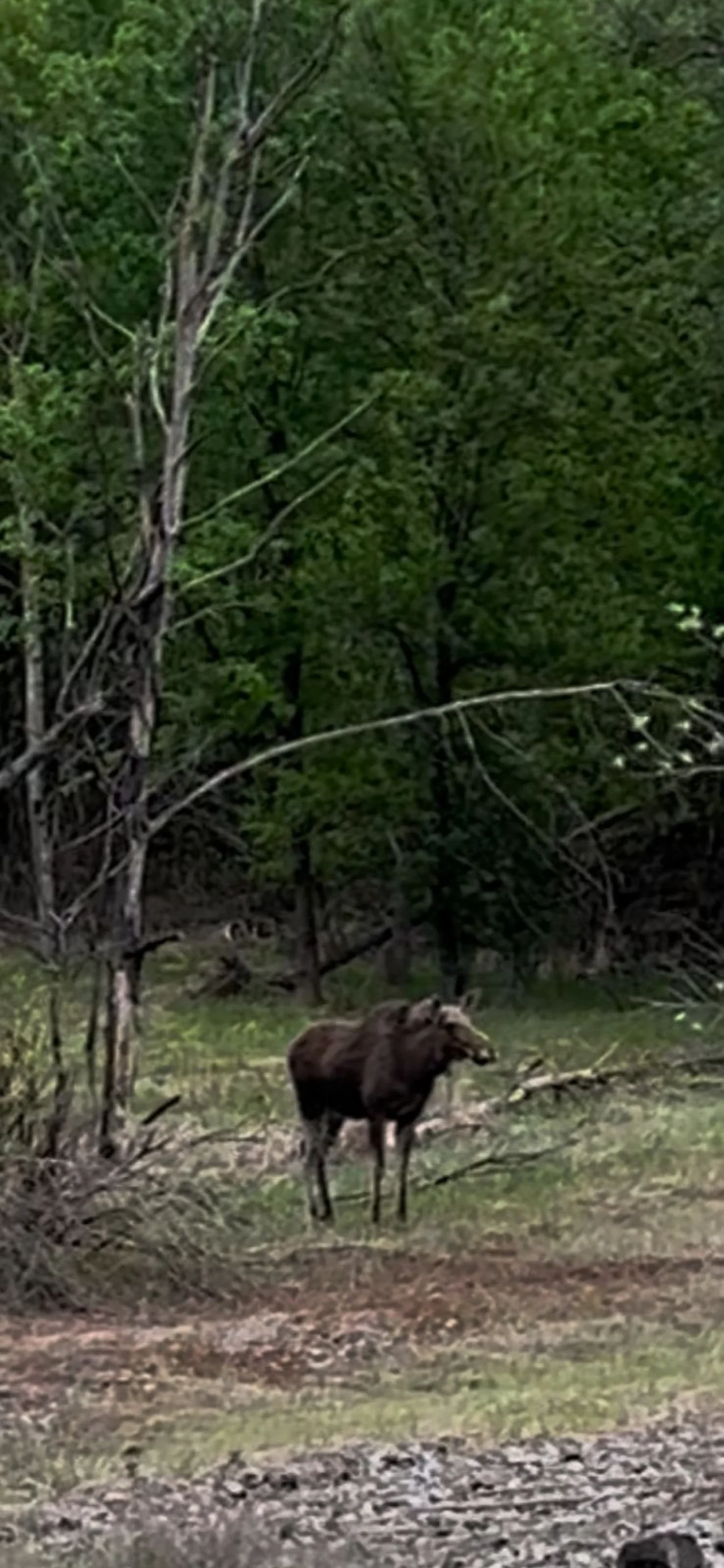 Moose calf rescued in Chornobyl Exclusion Zone / The New Voice of Ukraine