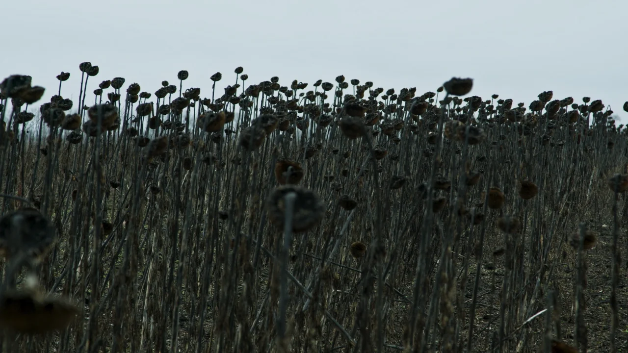 Кадр из фильма Следы (Фото: прессслужба Docudays UA)