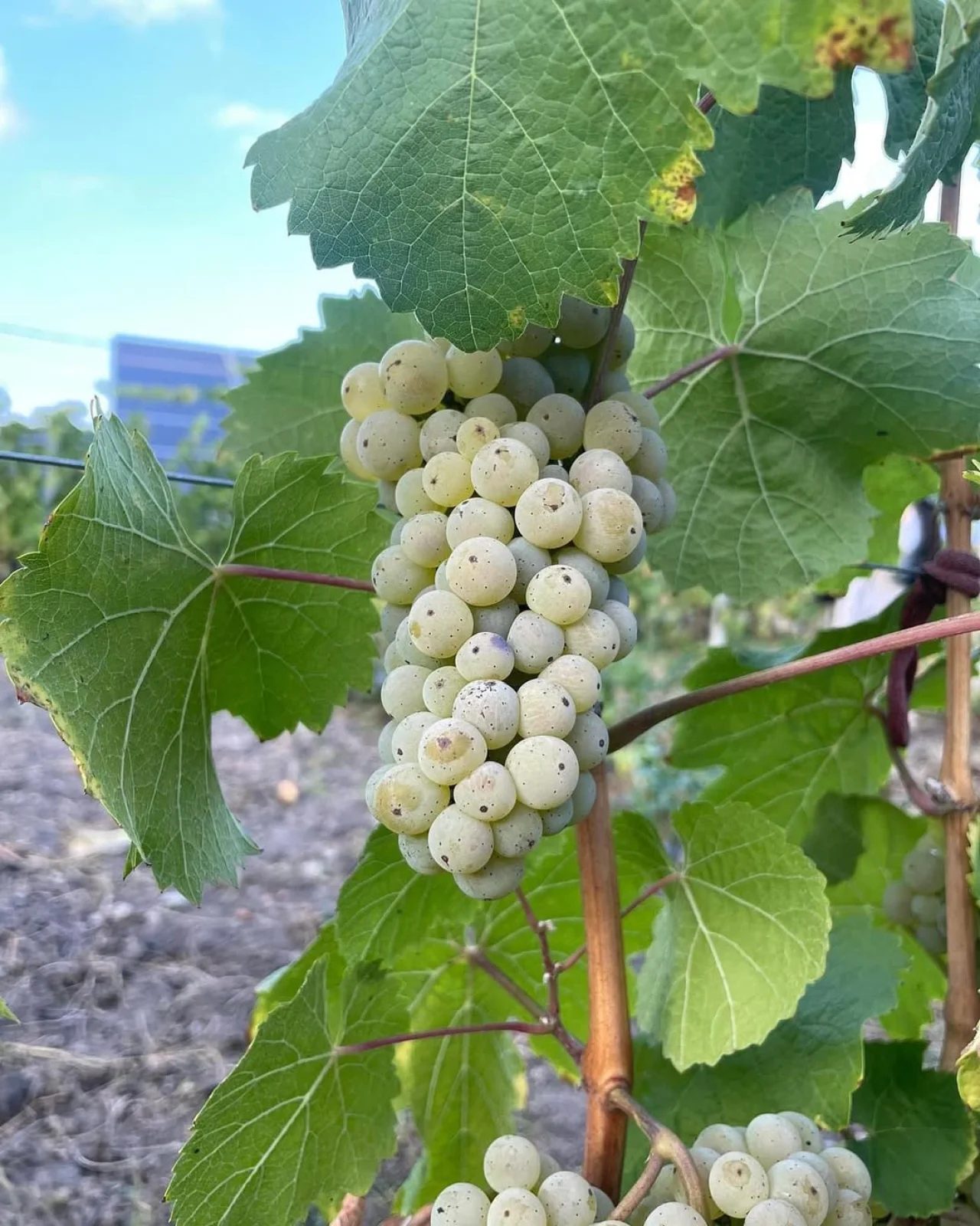 Виноград из которого производят крафтовые вина Галицкие холмы (Фото: instagram/galician_hills)