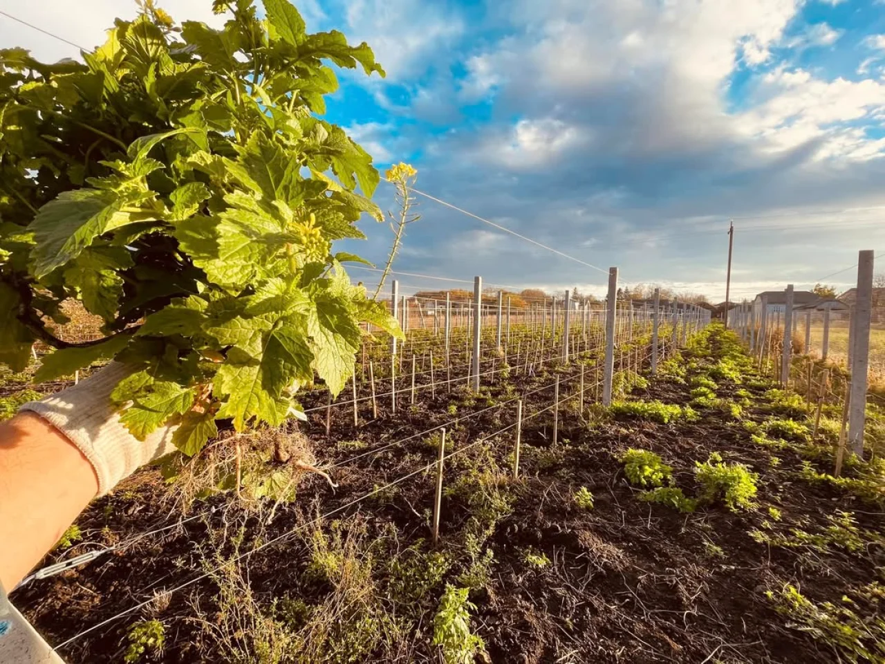 Виноградники на Тернопольщине хорошо растут (Фото: instagram/galician_hills)
